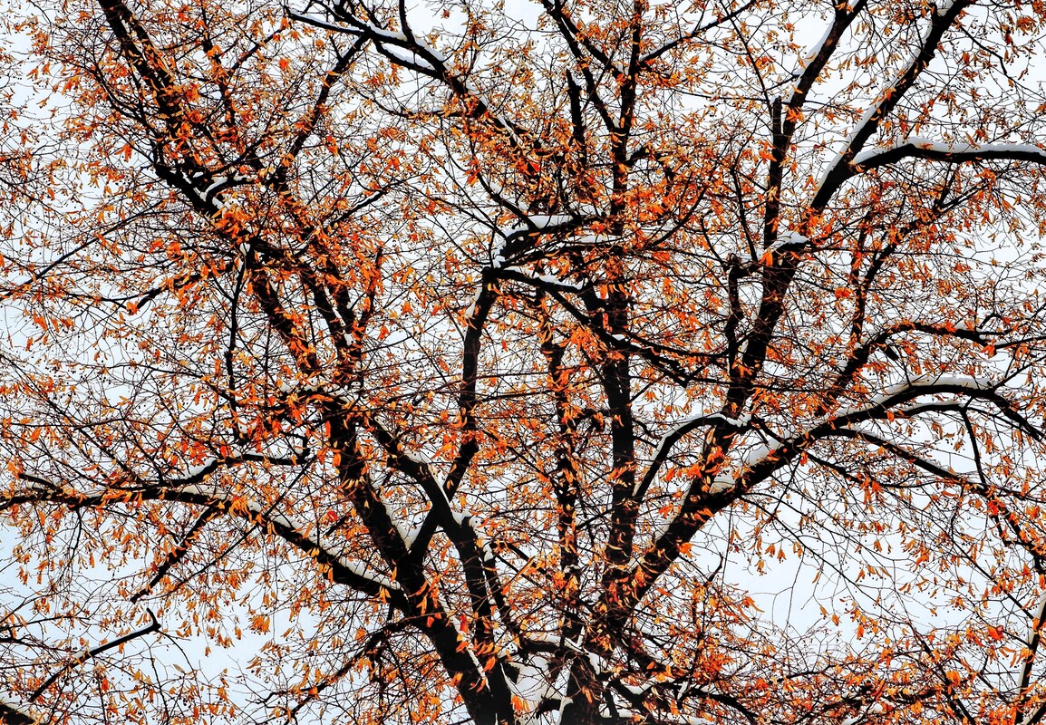 DSCF2494-01.jpg