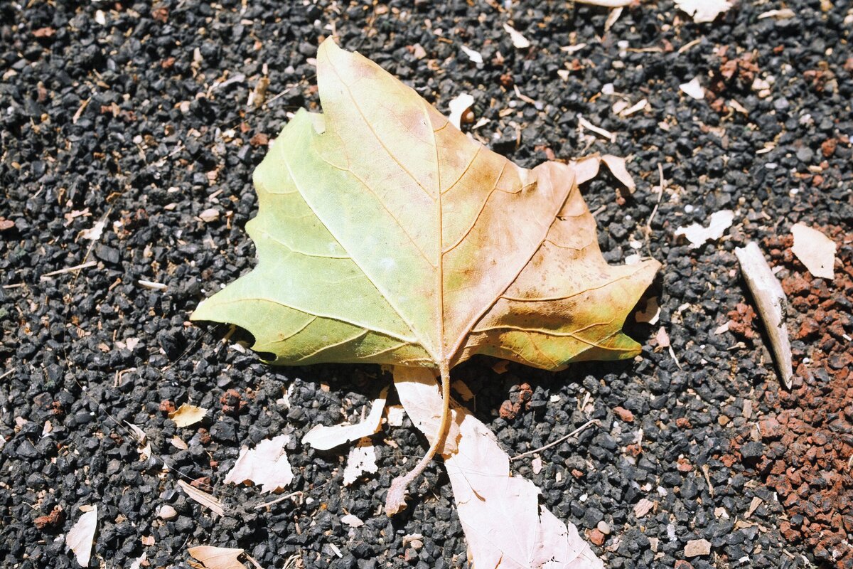 DSCF8931.JPG